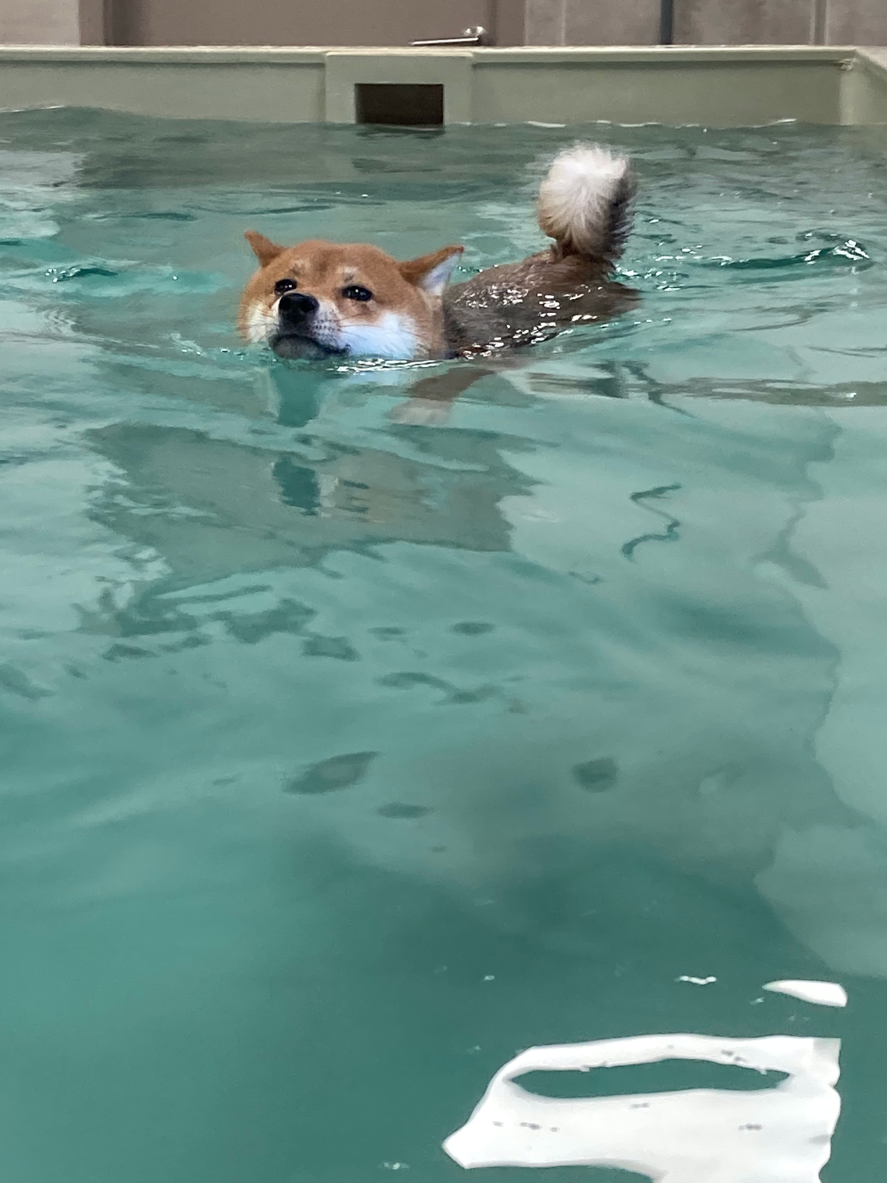 chien en piscine