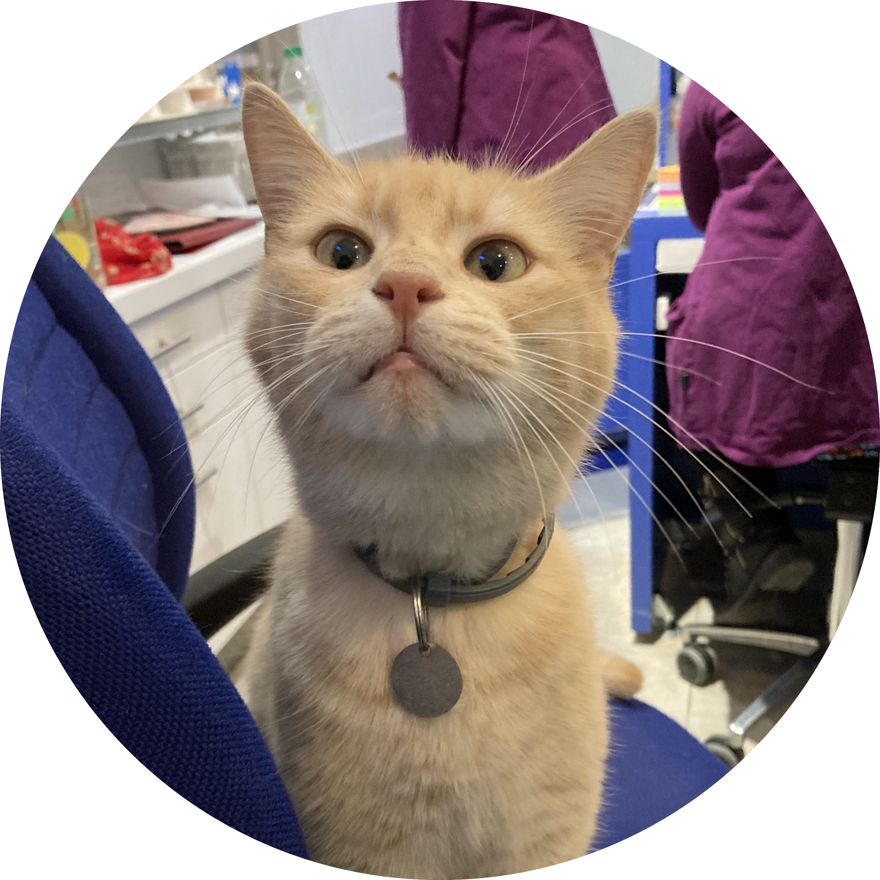 photo de profil de Pickles ; le chat de la clinique
