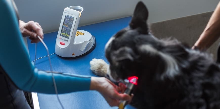 asv réalisant une séance de laser sur un chien